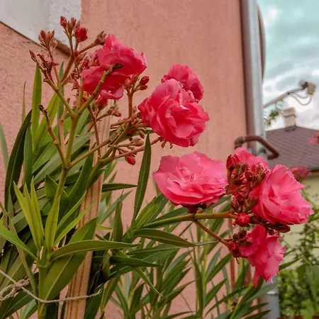 In - Balaton 19801 Дом отдыха Шиофок